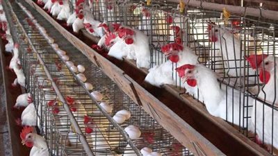 تناول الدواجن لمن استطاع إليها سبيلاً.. والتجار يتلاعبون بفراخ الغلابة 