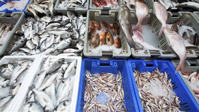 أسعار الأسماك اليوم الجمعة في الأسواق.. البلطي بـ61 جنيهًا