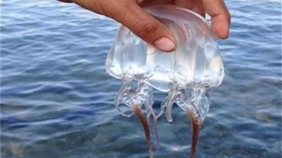 بعد تحذيرات هيئة الدواء..  طرق العلاج من لسعات قنديل البحر 