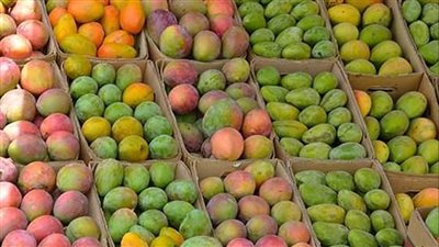 أسعار المانجو في الأسواق اليوم الأحد