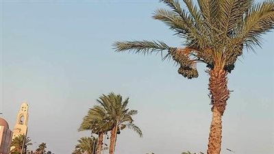 حقيقة حبس مزارعين ممتنعين عن مكافحة سوسة النخيل بالوادي الجديد