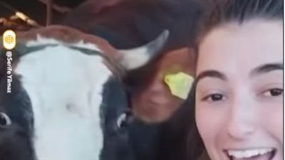 سيلفى مع بقرة يكتسح مواقع التواصل الاجتماعي (شاهد) 