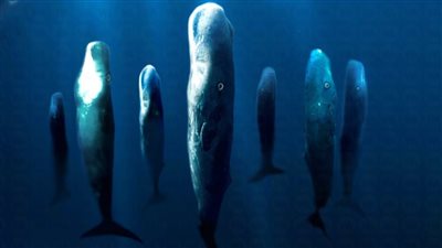 مشهد مهيب لحيتان العنبر.. كأنها مخلوقات أسطورية (فيديو)