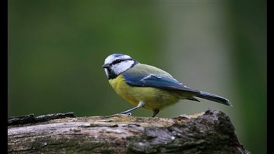 غريب في بيتي.. أنثى طائر القرقف تلقن ذكر درسًا قاسيًا حول الوفاء