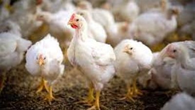 ارتفاع نسب النافق بدواجن التسمين.. والسبب: الموجة الحارة