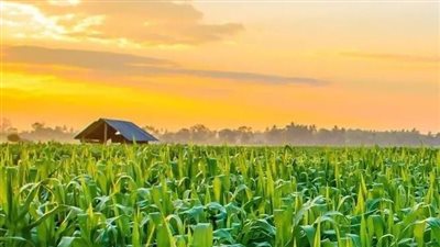 كيف يتعامل المزارع مع المحاصيل في الشتاء؟.. رئيس مركز معلومات المناخ يوضح 