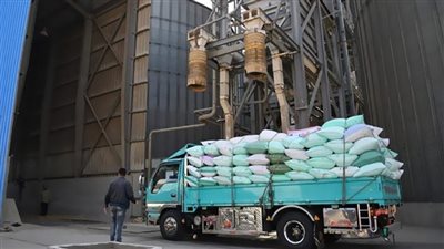 توريد 172 ألف طن قمح لمخازن الغربية بنسبة 99 %