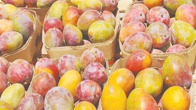 أسعار المانجو وأنواعها في الأسواق اليوم الأربعاء