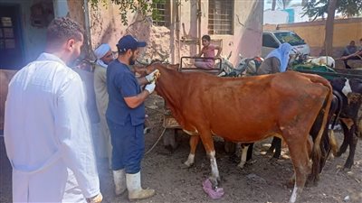 علاج وفحص 5900 رأس ماشية مجانًا لصغار المربين ببني سويف