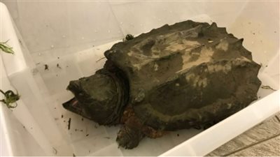 العثور على سلحفاة بحجم 