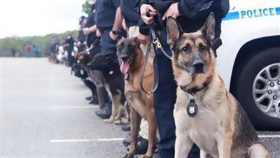تصفية إرهابي حاول إنهاء حياة كلب شرطة.. فيديو
