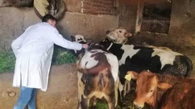 بيطري قوص يحصن 2415 رأس ماشية ضد الحمى القلاعية