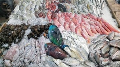 استقرار أسعار الاأسماك اليوم الإثنين.. و ارتفاع البوري