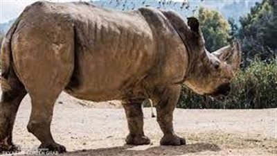 رحيل وحيد القرن 