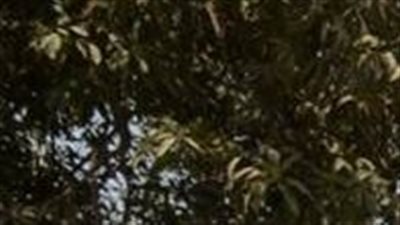 محافظ أسيوط يتفقد أعمال رصف وتطوير مدينة ساحل سليم