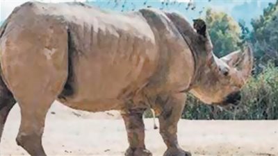 نفوق وحيد القرن «شالوم» بعد عمر 44 عاماً