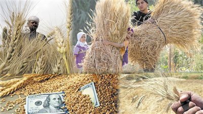 القمح‭ ‬المصرى‭ ‬بين‭ ‬فكى‭ ‬روسيا‭ ‬وأوكرانيا‭!‬