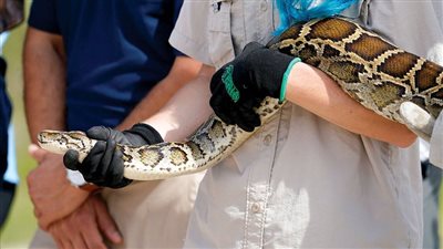 ثعابين وسحالي داخل الحقائب.. السلطات تضبط مهرب الزواحف   