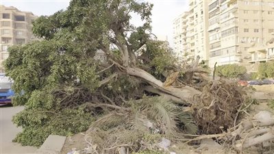 الأشجار.. مَن ينزع السلاح الأخضر؟