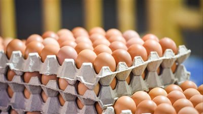 أسعار البيض صباح اليوم السبت في المزرعة