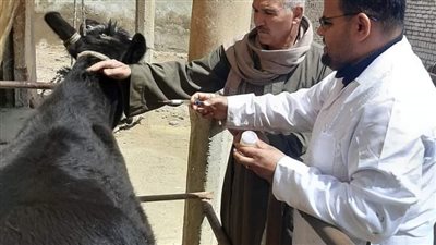 تحصين 71 ألف من الثروة الحيوانية ضد الحمى القلاعية ببني سويف