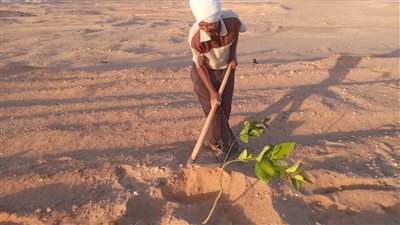 زراعة أشجار مثمرة بمنطقة مطار الخارجة بالوادي الجديد