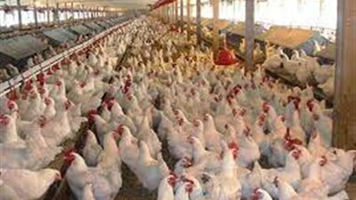الفراخ البيضاء بـ65 والبلدي بـ115.. أسعار الدواجن بأسواق المنيا 