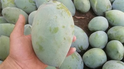 المانجو الأسيوطي تنافس الإسمعلاوي في الأسواق