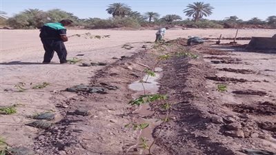 مدينة الخارجة تزرع الأشجار المثمرة في القرى التابعة لها