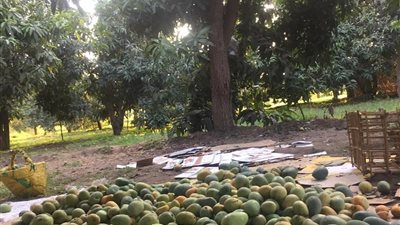 الإسماعيلية تستعد لاستقبال مهرجان المانجو الثاني