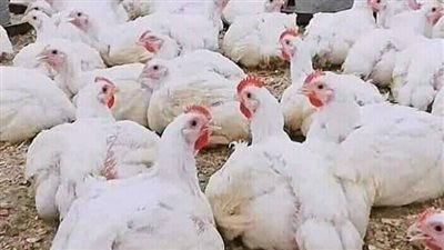 64 جنيهًا للكيلو أسعار الفراخ اليوم الخميس 10 أغسطس 