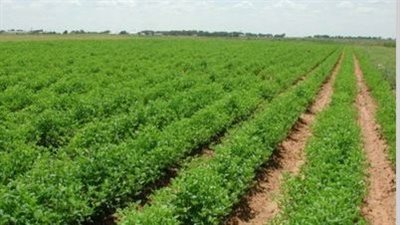 بعد وقفها لمدة عام مقبل.. ما هي ضريبة الأطيان الزراعية وطريقة تحصيلها؟