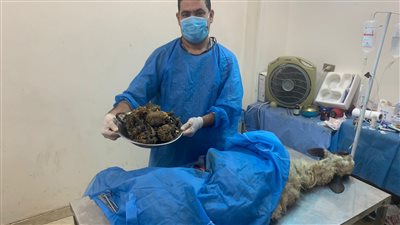 طبيب بيطرى ينقذ خروفا من الموت.. ابتلع 4.5  كيلو حبال ومواد بلاستيكية (صور)