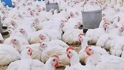 أسعار الطيور والبيض في أسواق الفيوم
