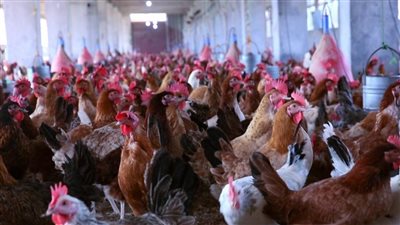 أسعار الدواجن صباح اليوم الأحد في الأسواق والمزرعة