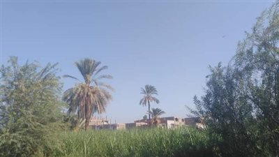 استمرار التحسن النسبى فى درجات الحرارة بقنا