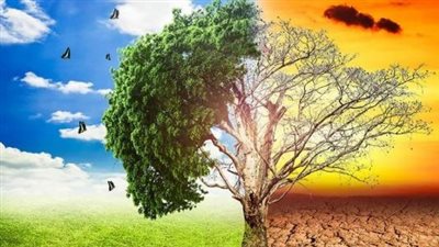 بحوث تداول الخضر: 