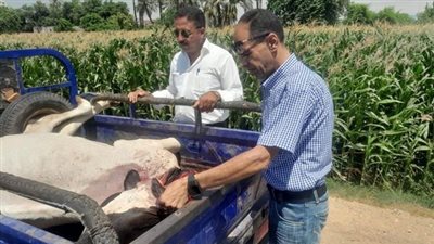 ضبط (بقرة ) مذبوحة غير صالحة للاستهلاك  الآدمي بمطاي