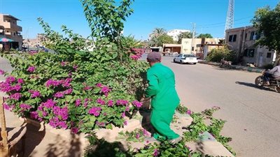 محلية الداخلة: تقليم الأشجار والنخيل والزهور بمدينة موط 