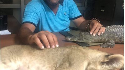 ضبط حيوانات محظورة أثناء عرضها على أحد شواطىء الغردقة