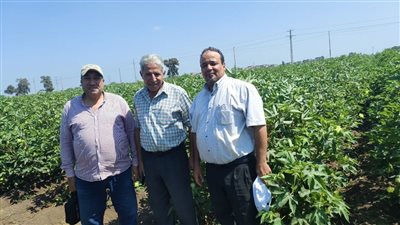 الزراعة تتابع حقول إكثارات القطن والبرامج البحثية في كفر الشيخ 