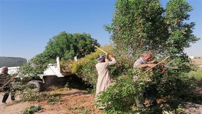 تحسين المظهر العام قرية ناصر الثورة التابعة بمركز الخارجة