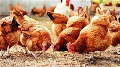 أسعار الدواجن صباح اليوم الأربعاء