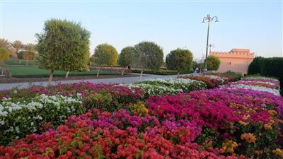 سلطنة عُمان تتوسع في المساحات الخضراء لتنفيذ استراتيجية الحياد الصفري 