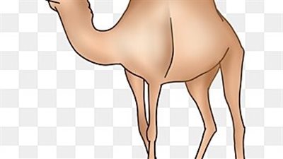 حكم ذبح بدنة عن الميت هل يكون عتقا له من النار؟