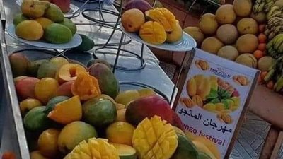 الاسماعيلية جاهزة لمهرجان المانجو  