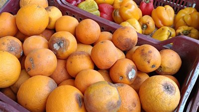  إعدام 2 طن أغذية متنوعة في حملات تقتيشية بالدقهلية