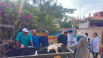 انطلاق قوافل بيطرية لعلاج مواشي صغار المربين بالوادي الجديد 