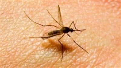 5 أمراض خطيرة ينقلها البعوض إلى البشر
