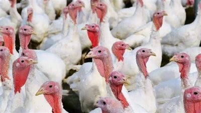 إنخفاض أسعار الدواجن واللحوم بأسواق الفيوم 